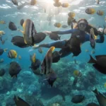 manta snorkeling nusa penida kelingking beach bali